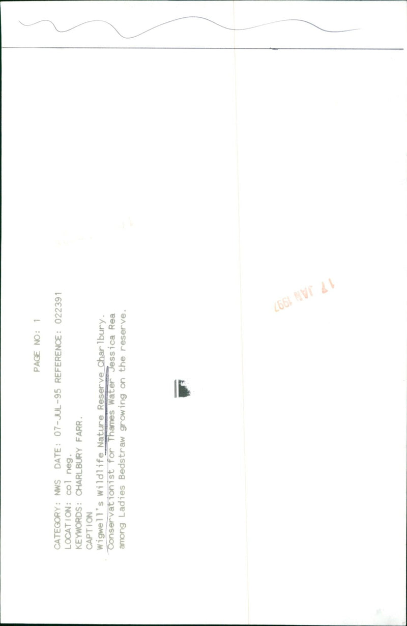 Conservationist Jessica Rea surveys Ladies Bedstraw at Wigwell's Wildlife Nature Reserve. - Vintage Photograph