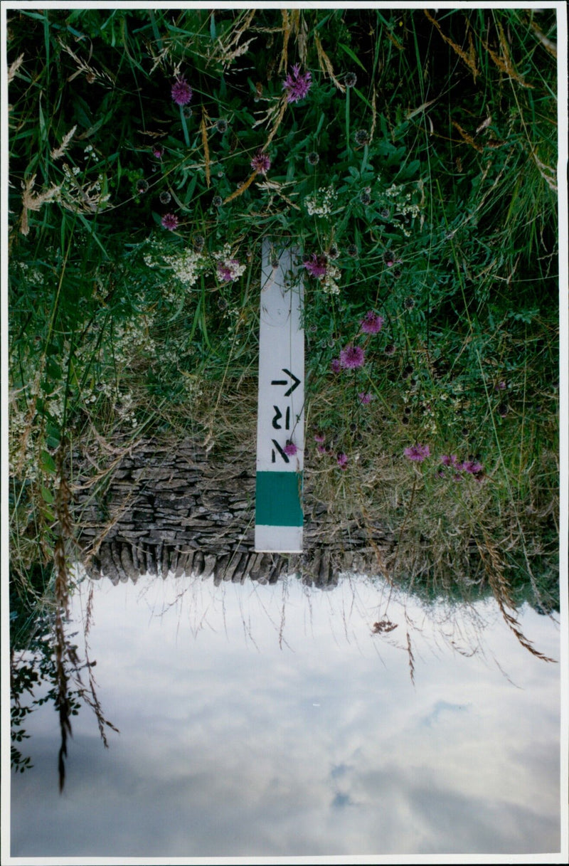 A designated Roadside Verge Nature Reserve near Charlbury, UK. - Vintage Photograph