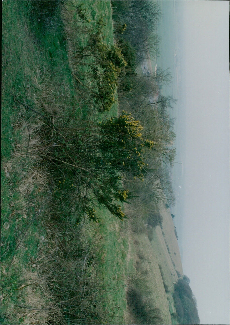 A red kite soars over Christmas Common Chiltern Nature Reserve on Red Kite Day. - Vintage Photograph