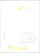 Stirling Moss - Vintage Photograph