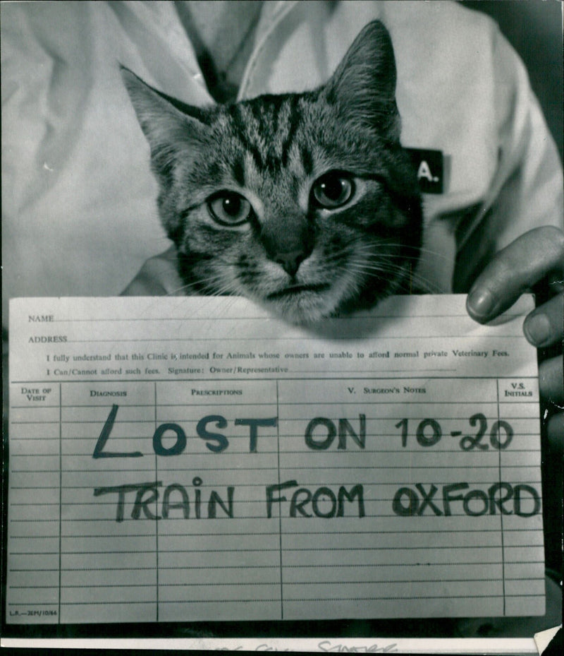 A veterinary surgeon writing notes in a clinic for animals whose owners are unable to afford normal private veterinary fees. - Vintage Photograph