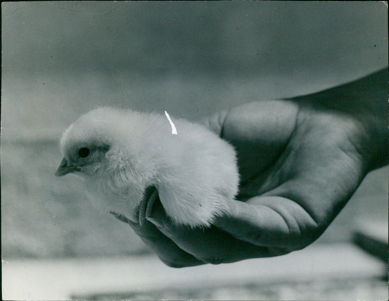 An adorable baby chick is held in the palm of a human hand, appearing content and unafraid. - Vintage Photograph