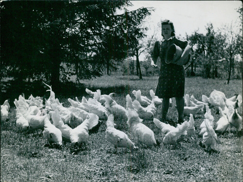 Chickens of all ages and genders come to life in a paradise-like setting with plenty of grass, sun, and shade - the perfect home for a large poultry farm. - Vintage Photograph