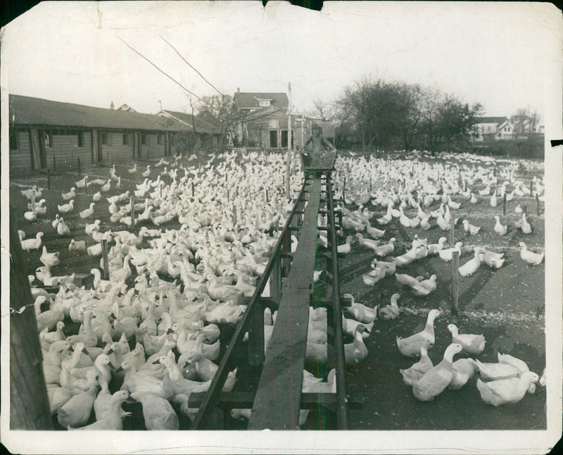 A flock of geese and ducks fly over a lake in Sweden, as captured by photographer Ahlén & Åkerlunds on 8.5.2020. - Vintage Photograph