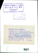 Maj-Britt Nilsson is presented with the Swedish Film Fund's award by Reciat Andersson and Erik Stragete at the opening of the Swedish Film Festival in Stockholm, Sweden, on May 1, 1956. - Vintage Photograph