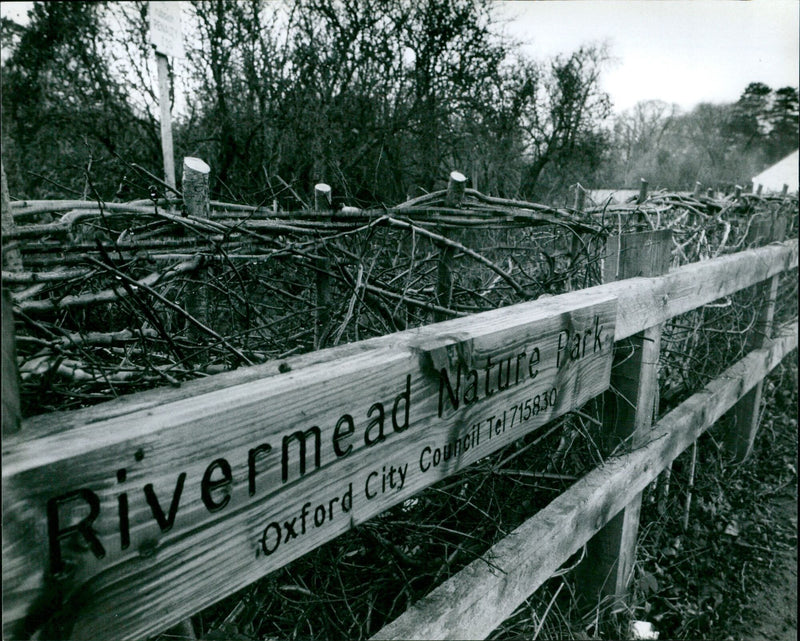 Traditional hedge laying at Rivermead Nature park in Rose Hill. - Vintage Photograph