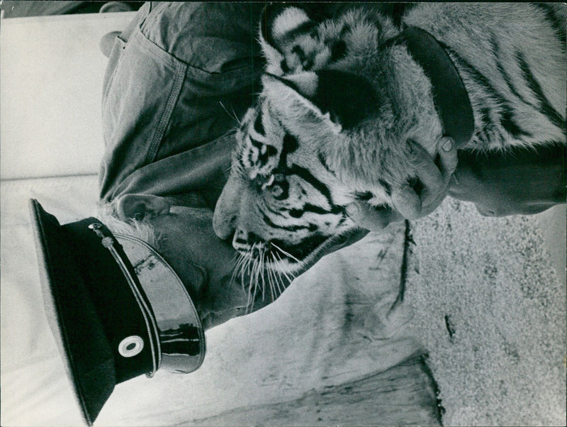 Herkules, a two-month-old lion cub, plays with his best friend, animal caretaker Andersens, in Copenhagen, Denmark on 2021-06-01. - Vintage Photograph