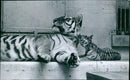 Three Siberian tiger cubs play in the outdoor enclosure of the Bronx Zoo, under the watchful eye of their mother. - Vintage Photograph