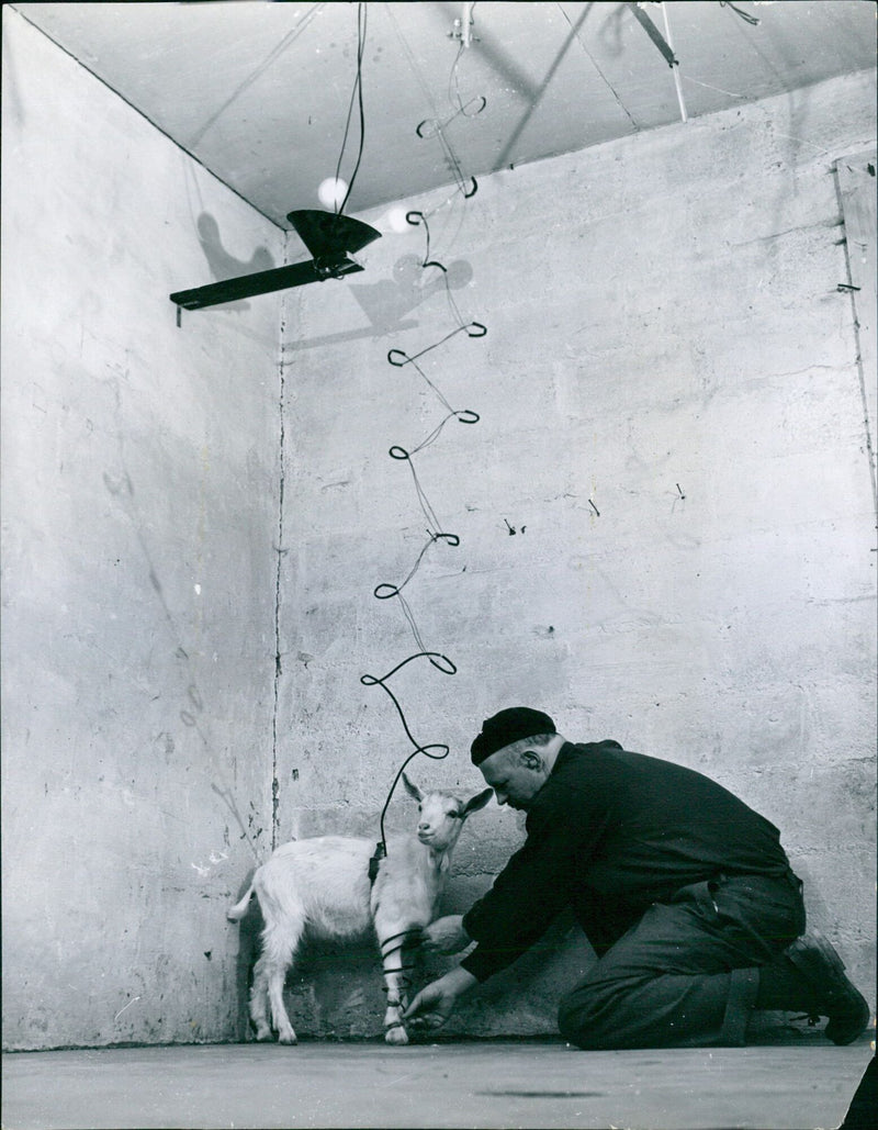 Dr. Ulrie Moore is seen conducting an experiment in a neurosis-building chamber, using an electric lamp and electrical contact to induce pain in an animal. - Vintage Photograph