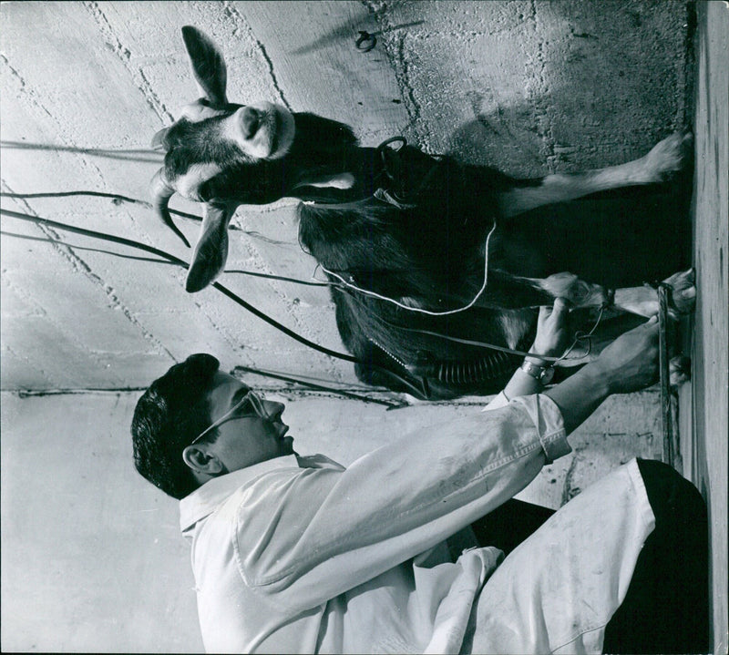 A goat is outfitted with a modified Pavlov conditioning frame to study the tension that anticipates shock in animals. - Vintage Photograph