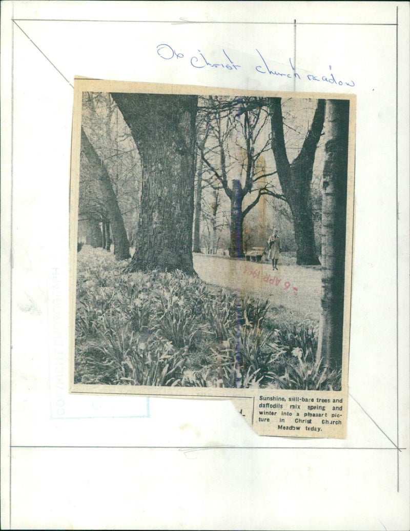 Spring and winter merge in Christ Church Meadow. - Vintage Photograph