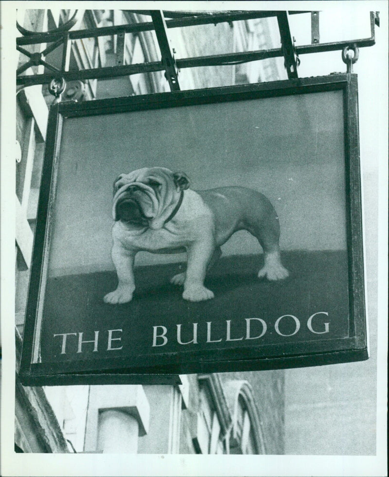 A bulldog puppy plays with a stuffed animal in Tokyo, Japan. - Vintage Photograph