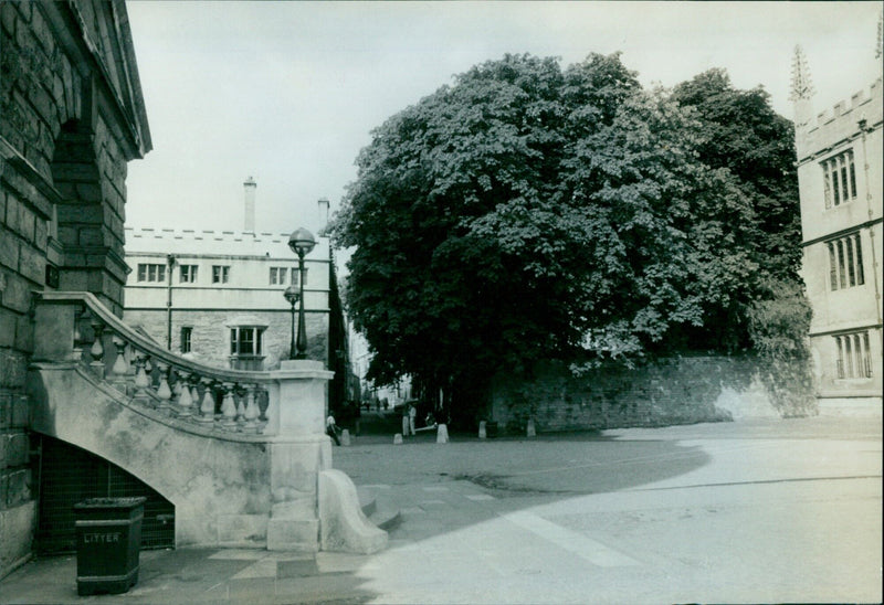 A chestnut tree stands in Radcliffe Square in Oxford, England. - Vintage Photograph