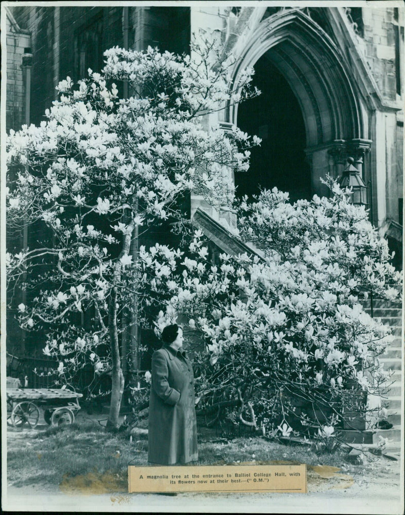 A magnolia tree in full bloom at Balliol College Hall. - Vintage Photograph