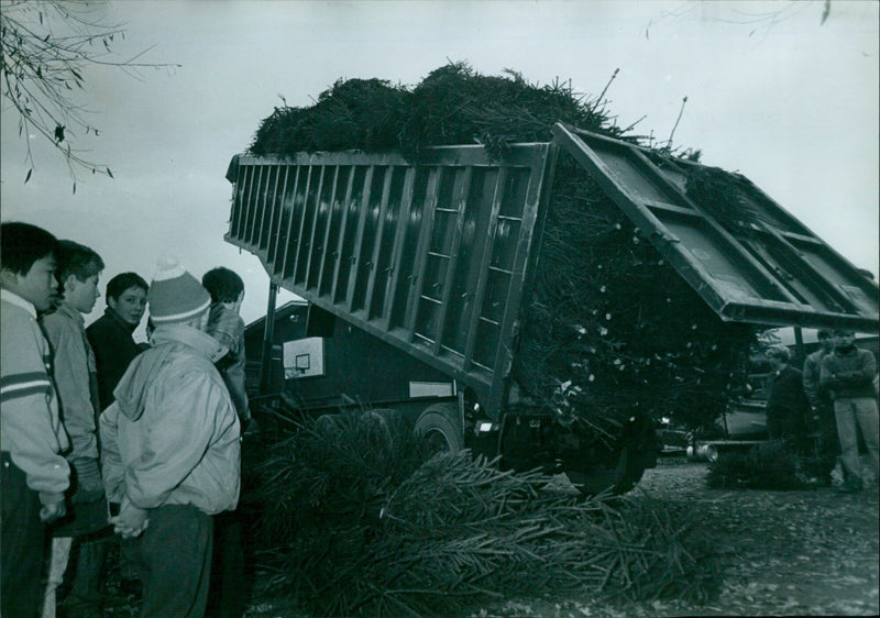 Sea Scouts watch as Christmas trees are unloaded at Donnington Bridge. - Vintage Photograph