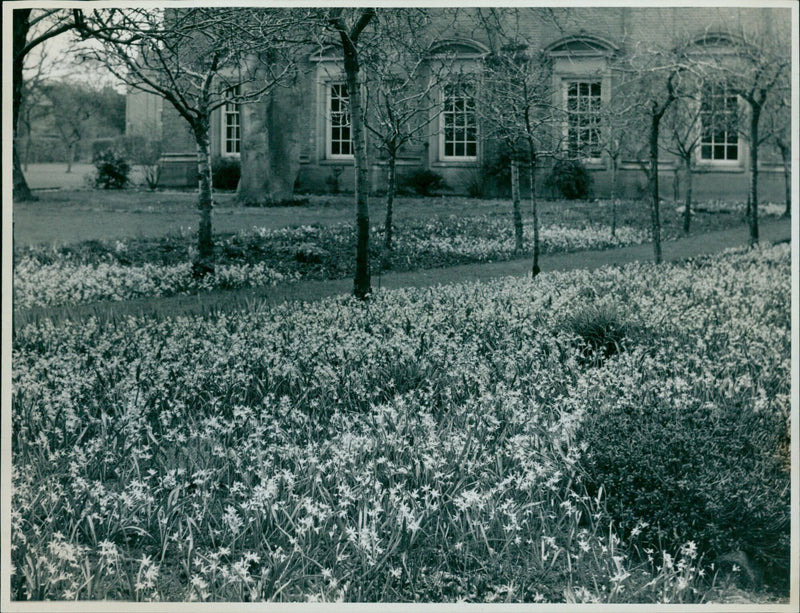 Students enjoying the arrival of spring at St Hugh's College, Oxford. - Vintage Photograph