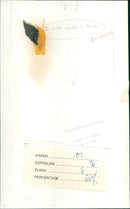 Sea Scouts take part in a sailing expedition. - Vintage Photograph