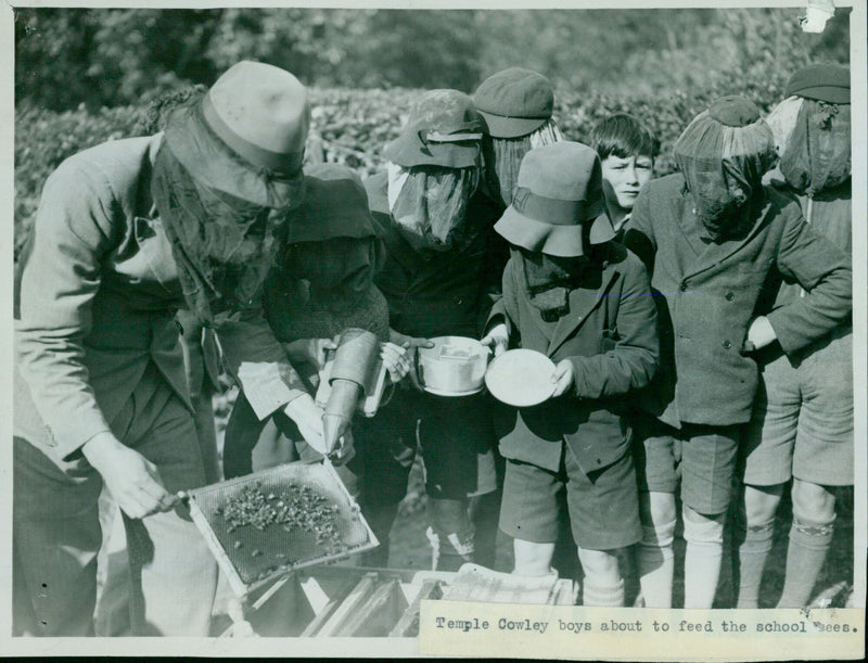 Temple Cowley boys feeding school bees. - Vintage Photograph