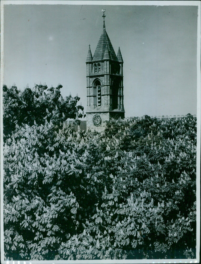 A picturesque view of the St. Edward's School Clock Tower surrounded by chestnut blossoms. - Vintage Photograph