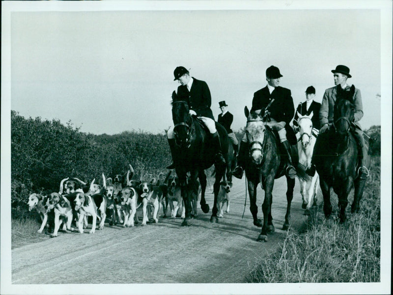 A hunter and hound riding down a country lane in Stoke Hunt, England after a successful opening meet. - Vintage Photograph