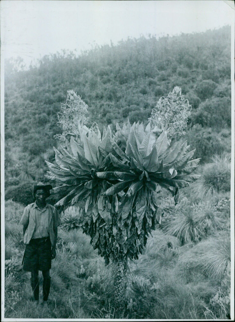 A giant groundsel plant stands tall in the northern sector of Mount Kanye. - Vintage Photograph