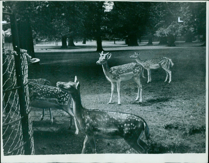 A herd of deer enjoy a snack near a fence in a park. - Vintage Photograph