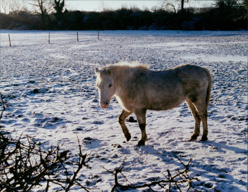 Sisters, ponies, postie, and friends enjoy a winter day in Oxford. - Vintage Photograph