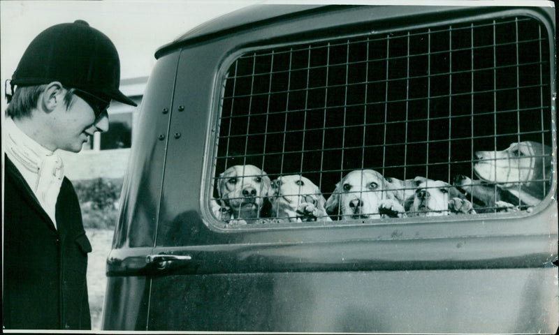 The Mamamay College Beagles meet at Islip and prepare for a hunt. - Vintage Photograph