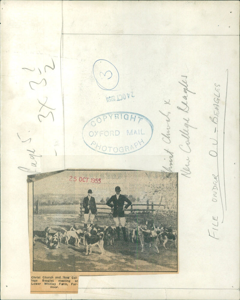 Beagles from Christ Church and New College meet at Lower Whitley Farm in Farmoor. - Vintage Photograph