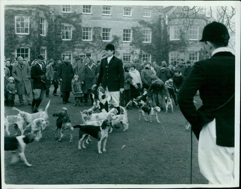 Beagles gather for a Boxing Day hunt at Woodleys. - Vintage Photograph