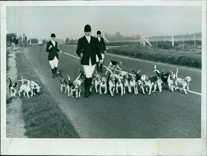 Members of the Christ Church Beagles hunting group are seen leaving Cumnor Crossroads in Oxfordshire, England. - Vintage Photograph