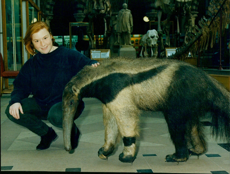 Student Amy Russo visits the Oxford University Museum and meets an anteater. - Vintage Photograph