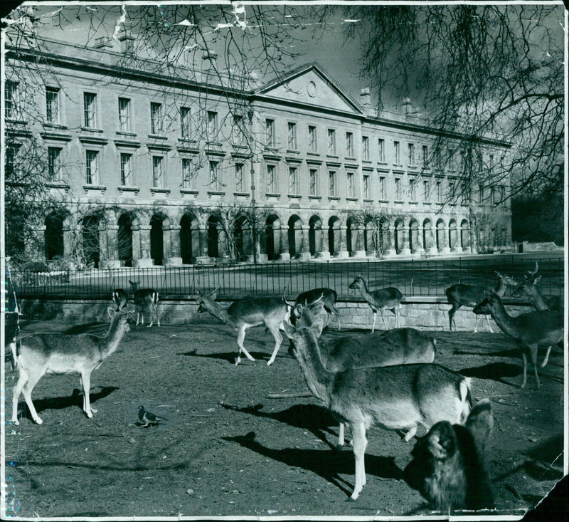 Deer grazing in Magdalen Dear Park, Oxford. - Vintage Photograph