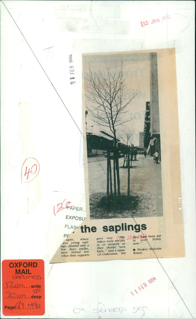 Newly planted saplings in Oxford bow low after their stakes were not put in as securely as they should have been. - Vintage Photograph