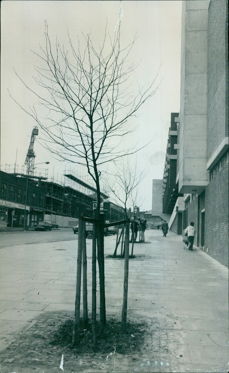 Newly planted saplings in Oxford bow low after their stakes were not put in as securely as they should have been. - Vintage Photograph