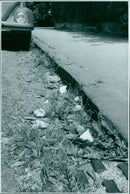 Rubbish and weeds in the street at Park Town. - Vintage Photograph