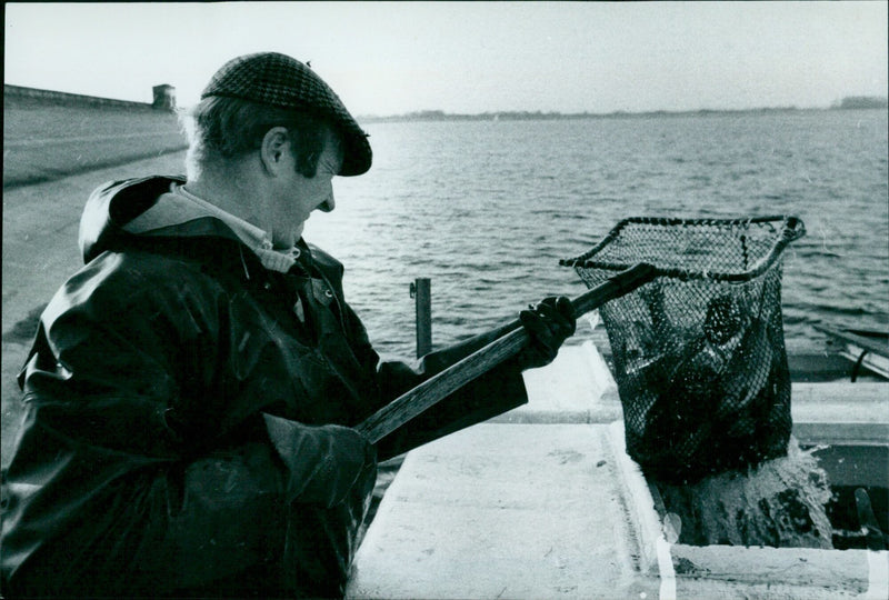 Fisherman Adrian Harrop netting a rainbow trout from a lorry at Farmoor Trout. - Vintage Photograph