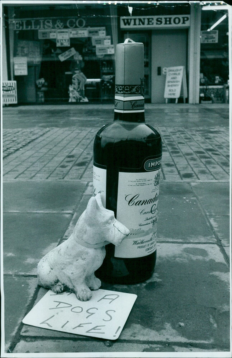 A dog enjoys a leisurely stroll on a sunny day in Winshop Pro, Canada. - Vintage Photograph