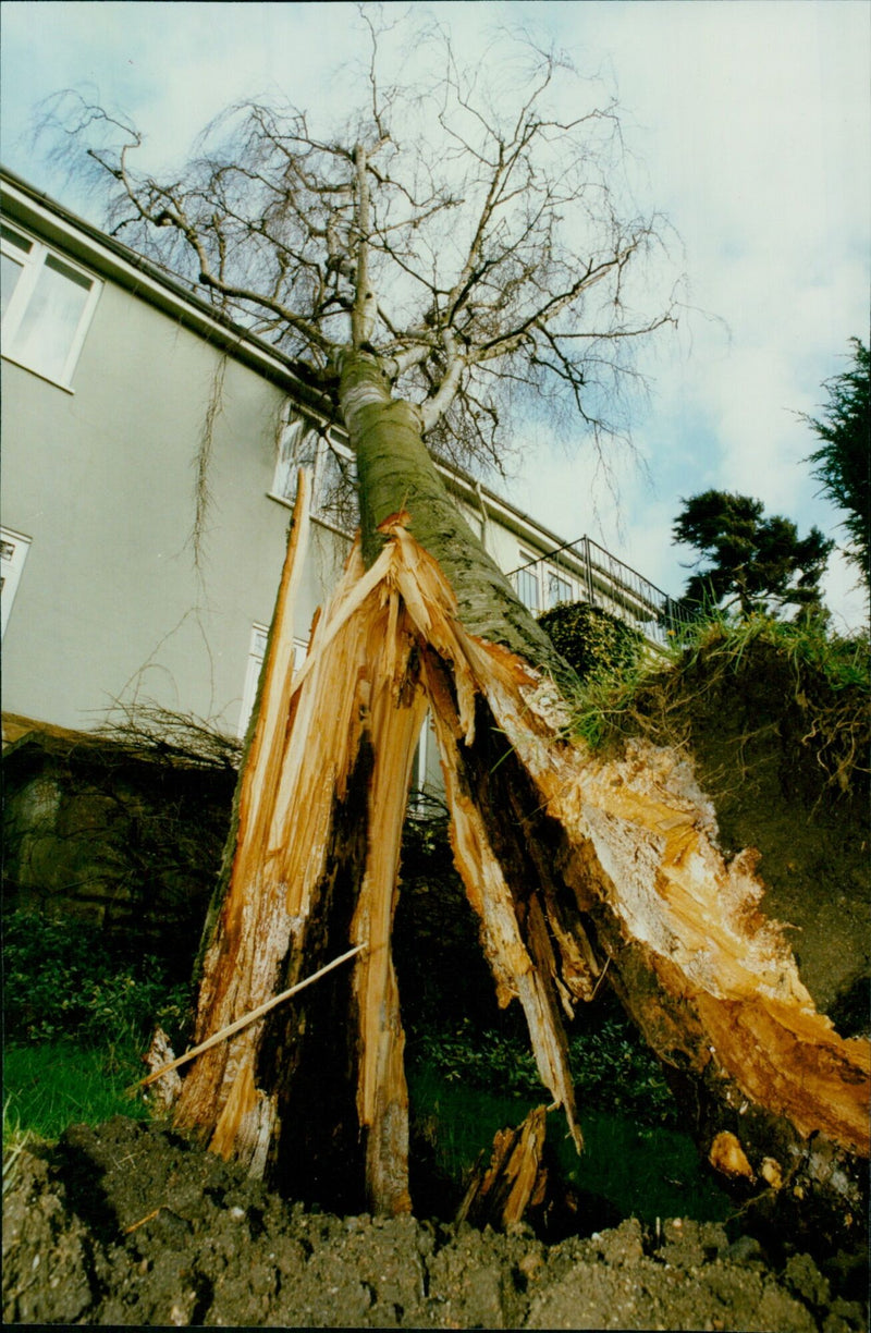 A powerful gale blows a tree onto a house in Old Boars Hill, Oxford. - Vintage Photograph