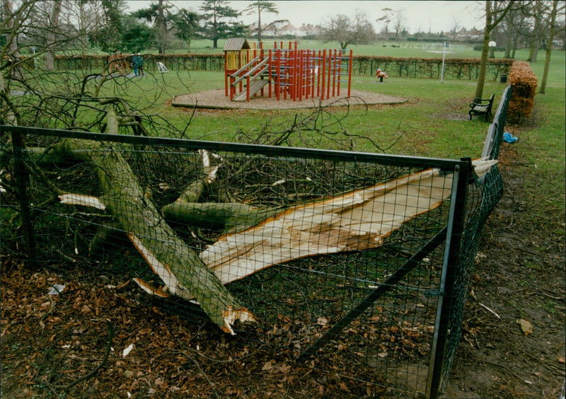 Storm damage at Buryknowle Park in Oxford. - Vintage Photograph