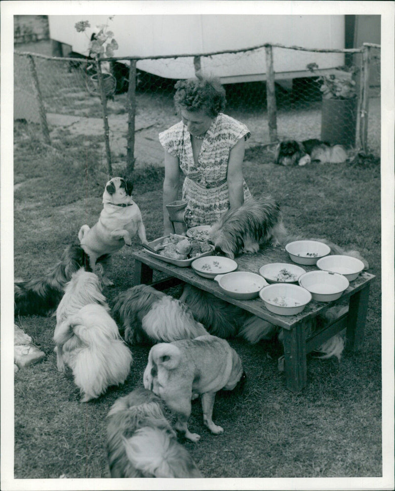 Ten pampered Pekes enjoy their lunch while a mixed-up pug looks on in Mrs. Patrick's care. - Vintage Photograph