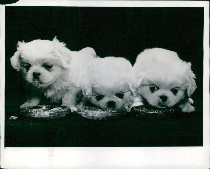 Three Pekes, the beloved canine breed, are seen playing together in a garden in Stockholm, Sweden. Photo by Peter Keen for Pictorial Press. - Vintage Photograph