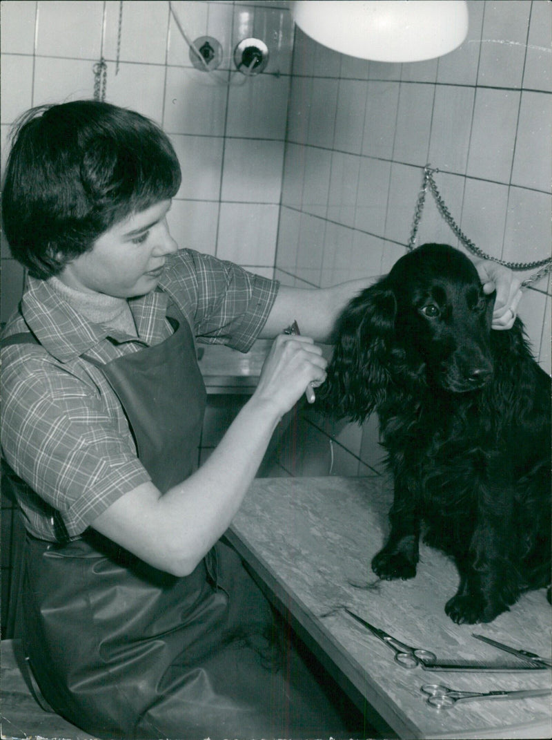 Three cocker spaniels are seen posing for a photograph in Malmö, Sweden. - Vintage Photograph