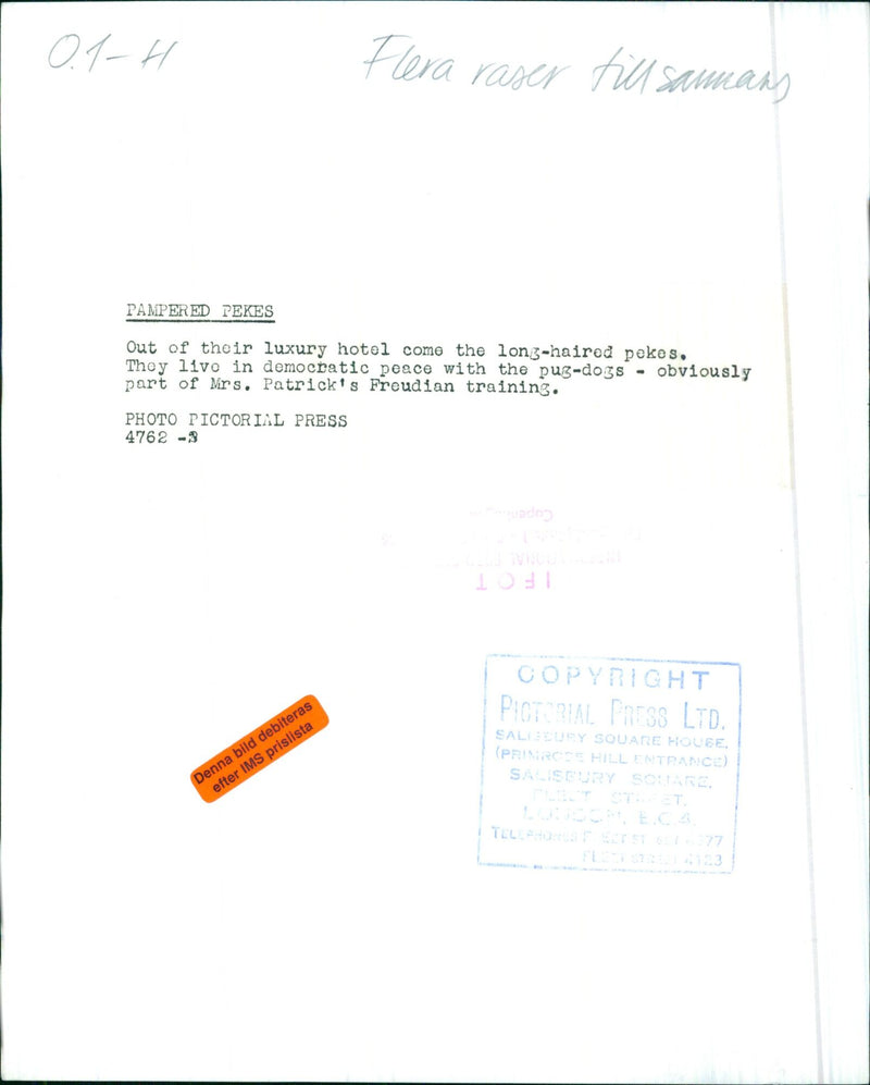 A group of pampered Pekes and pug-dogs emerge from a luxury hotel in Longch, England. - Vintage Photograph