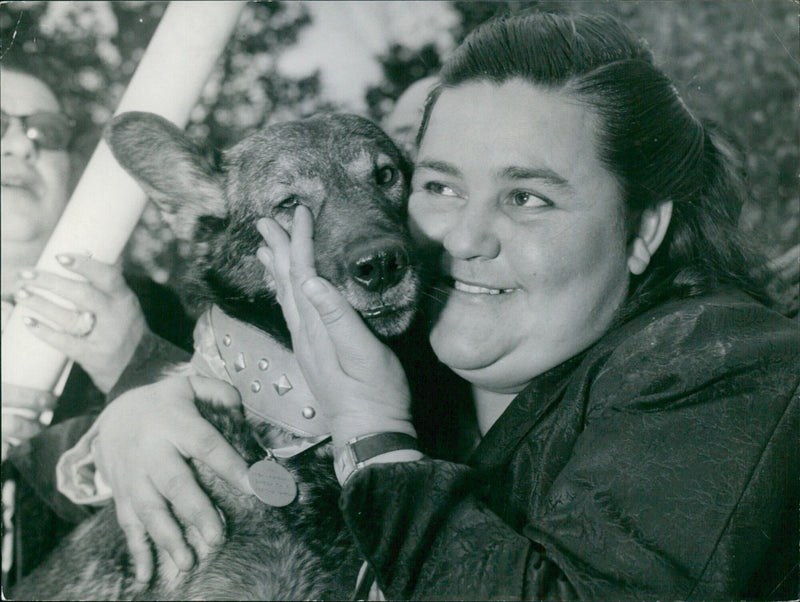 In a remarkable act of loyalty, a dog saved its owner's life in Stockholm, Sweden on February 5, 1959. - Vintage Photograph