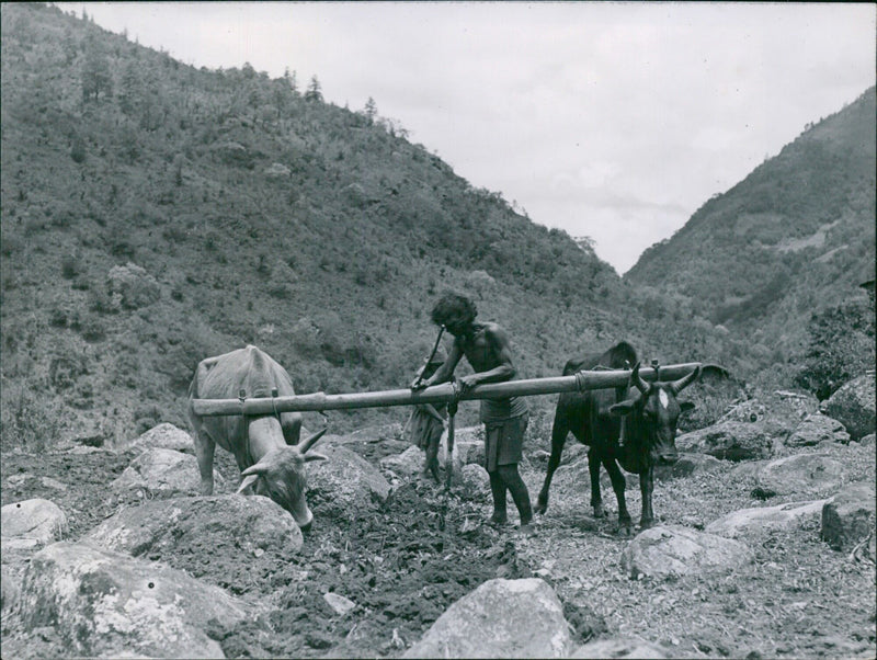 Maize farmers plough their fields in Lomba, Eastern Himalayas. Despite the steep terrain and rocky soil, a variety of crops are grown in the region. - Vintage Photograph