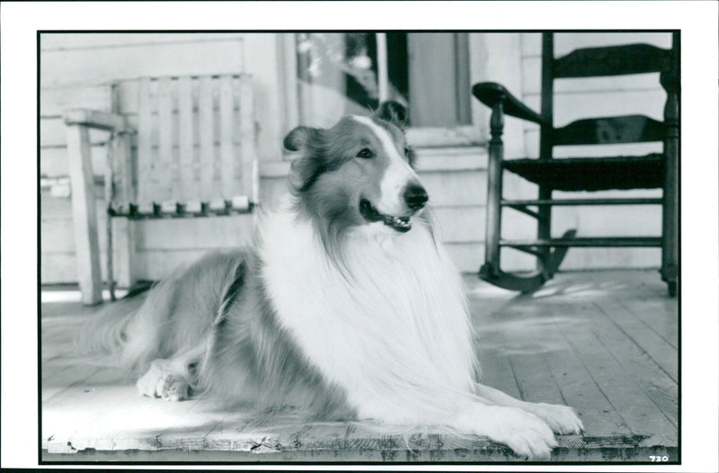 A dassie, a small mammal of the hyrax family, stands on a rock in its natural habitat. - Vintage Photograph