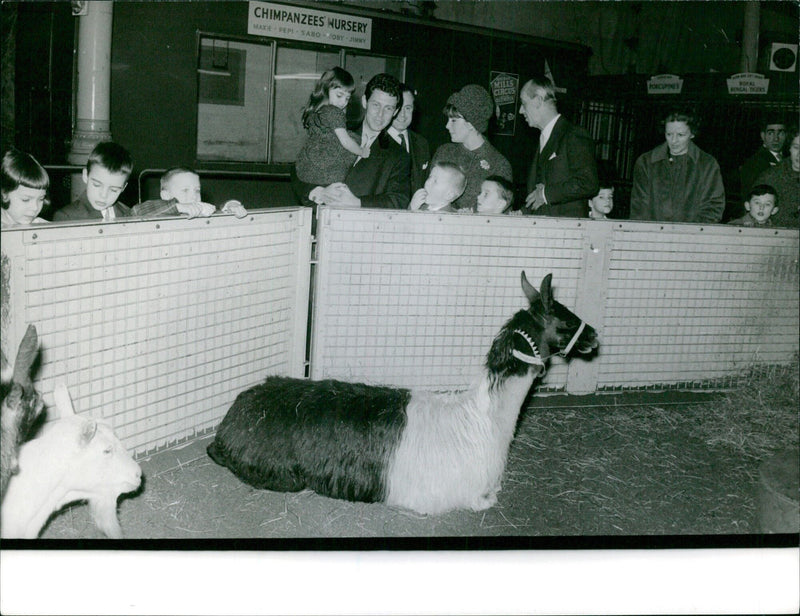 A group of chimpanzees, Maxie, Pepi, Sabo, Toby, and Jimmy, play together in a nursery at the Mills Circus Olympia in Aidan, Porcupines on May 201, 1961, as a Royal Bengal Tiger looks on. - Vintage Photograph