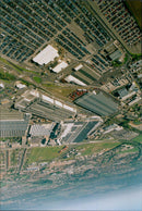 A herd of cows grazing in a valley in Sish-Cowley, India. - Vintage Photograph