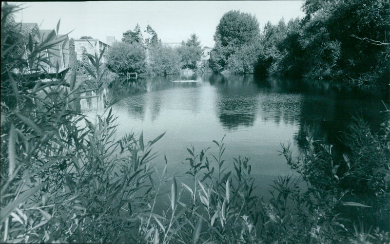 All that remains of an old clay pit, with a raft floated in the middle to protect the waterfowl from a fox. - Vintage Photograph